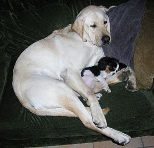 GrouchoAdorablePuppySnuggle2 GrouchoAdorablePuppySnuggle2