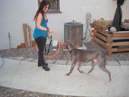 PTSdog PTSdog