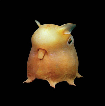 dumbooctopus.jpg dumbooctopus.jpg