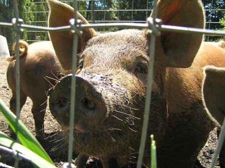 piggy_f.jpg piggy_f.jpg