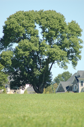 An ash tree. (Creative Commons)