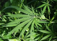Marijuana (Creative Commons) Marijuana (Creative Commons)