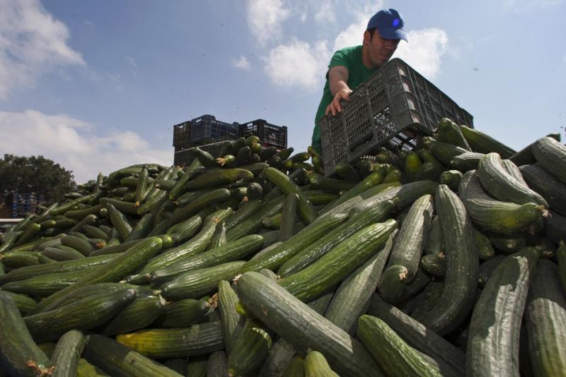 E. Coli outbreak (International Business Times)