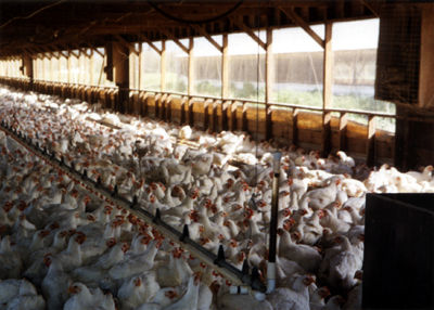 This environment is where our chicken products really come from. (Socially Responsible Agricultural Project, Creative Commons)