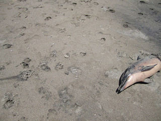 Washed up dolphin, photo by Annie Mole by Creative Commons