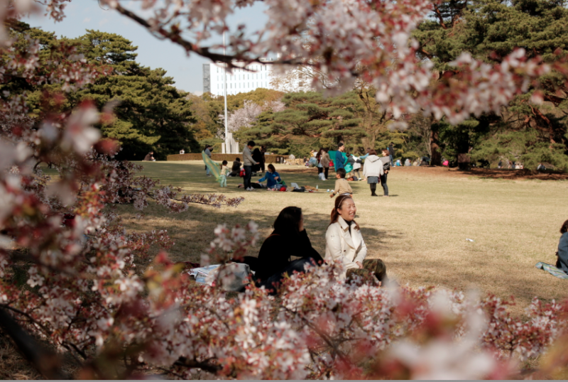 Japanese locals and tourists enjoy a picnic underneath the cherry blossoms, known as "hanami." (Shoko Oda, Neon Tommy) Japanese locals and tourists enjoy a picnic underneath the cherry blossoms, known as "hanami." (Shoko Oda, Neon Tommy)