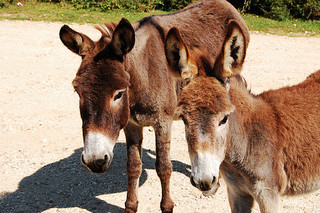 Top Tip - Only buy free-range donkey/via Flickr