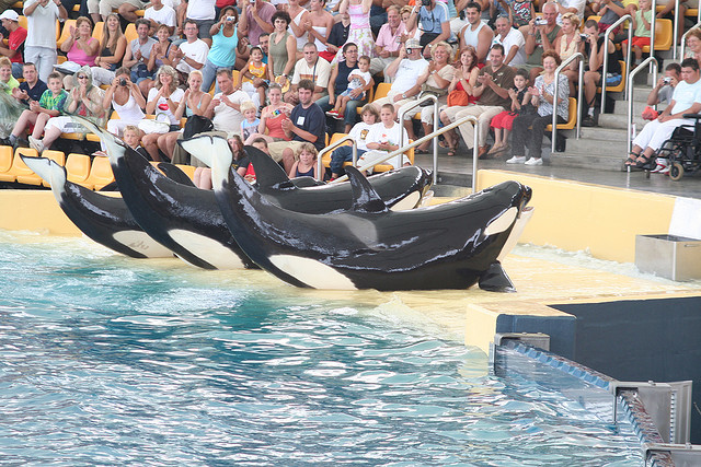 Orcas performing at Loro Parque. (Flickr user Marino Carlos) Orcas performing at Loro Parque. (Flickr user Marino Carlos)
