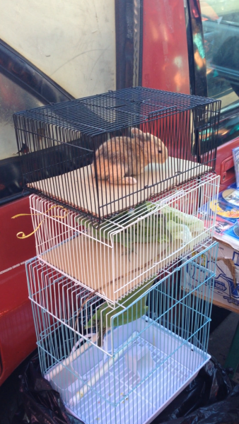 A bunny sold in L.A.'s Fashion District (Neon Tommy/Beatrice Verhoeven)