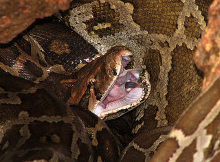 Pythons are constricting snakes. (Creative Commons/Flickr User wildxplorer)