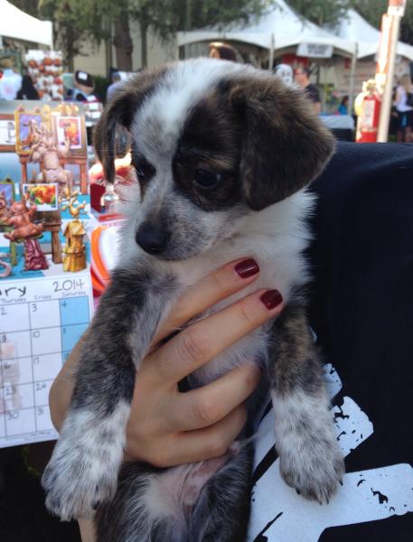 Boston was up for adoption at the La Brea Tar Pits, Tahsin Hyder Neon Tommy