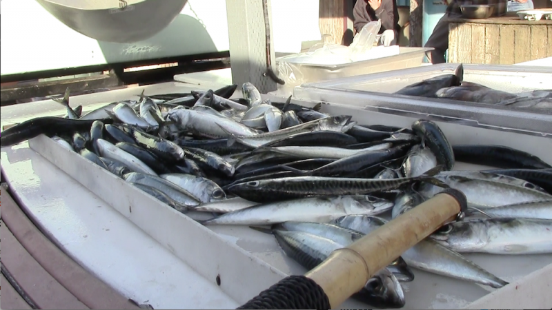 Mackerel is highly sustainable when caught locally with lines (Hyder, Neon Tommy)