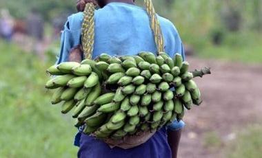 Researchers expect the super bananas to start growing in Uganda by 2020. (Twitter/@GetInsideFood)
