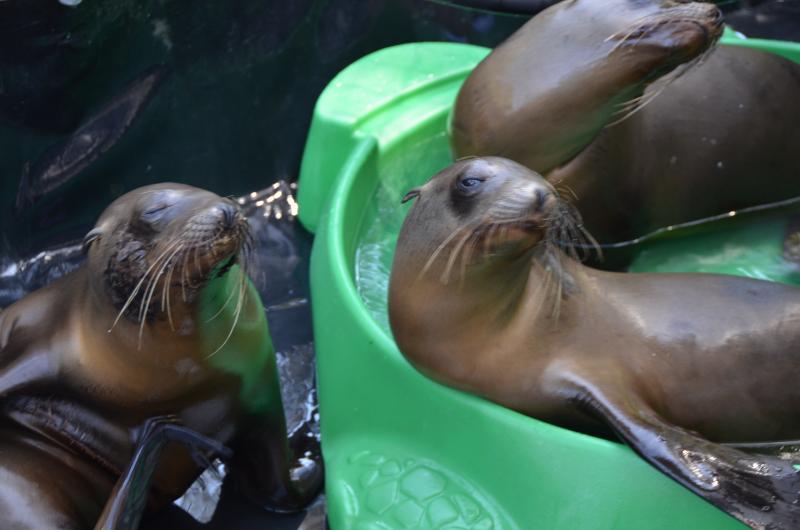 Three sea lions currently recovering in a pen at the Califorina Wildlife Center (Alexander Wowra / Neon Tommy)