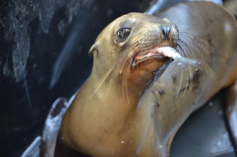 Sea lion pup "Stark" eating a herring (Alexander Wowra / Neon Tommy)