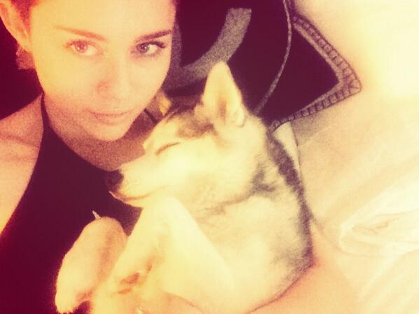 (Twitter, @MileyCyrus) (Twitter, @MileyCyrus)