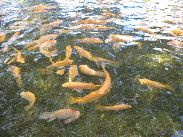 Aquaculture (Bytemarks / Flickr)