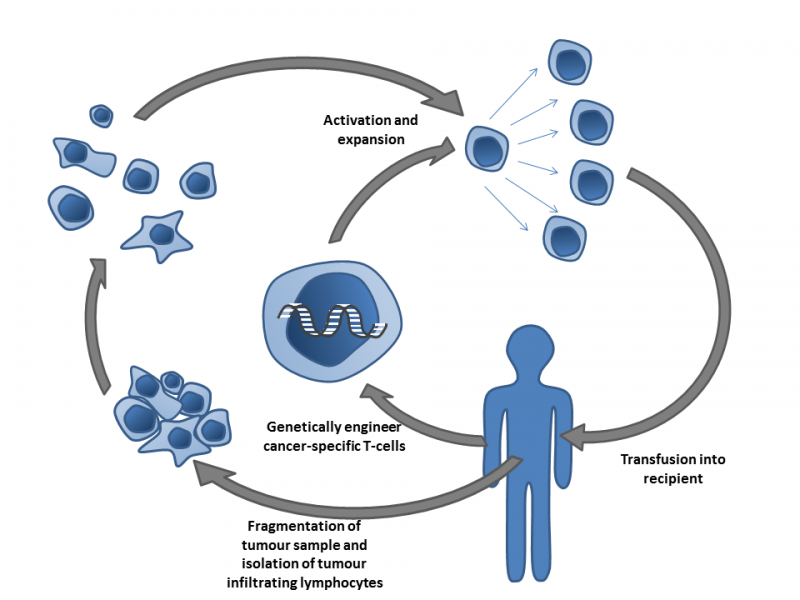 Diagram of cancer immunotherapy (Simon Caulton / Wikimedia Commons)