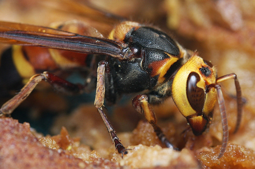 Asian giant hornets have caused over 40 deaths in the Shaanxi province of China. (Creative Commons/Flickr) Asian giant hornets have caused over 40 deaths in the Shaanxi province of China. (Creative Commons/Flickr)