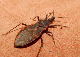 Kissing bug (Creative Commons/Flickr)