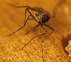 Mosquito (Creative Commons/Flickr). Mosquito (Creative Commons/Flickr).