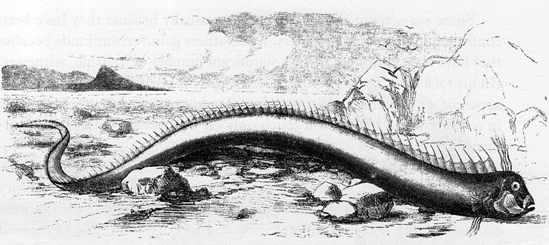 Oarfish that washed ashore on a Bermuda beach in 1860 (Illustration by R. Ellis, Wikimedia Commons)