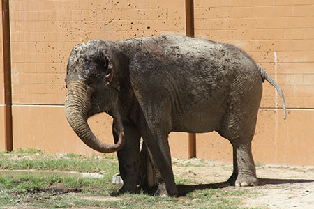 An elephant cools off with a mudbath (Photo by Kaitlyn Mullin)