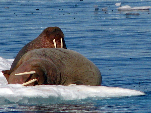 With all that water and little to no sea ice, walrus have no where to go (Flickr Creative Commons/Claumoho). 