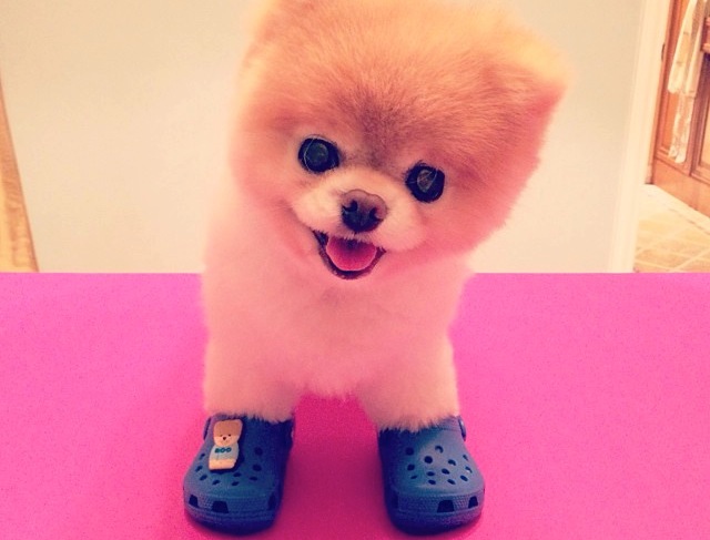 Boo almost makes Crocs adorable...Almost (Instagram)