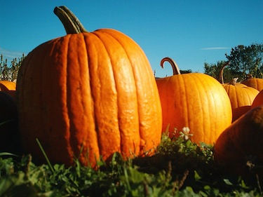 Pumpkins are often used in sweet desserts, but don't let that limit your autumn menu! (Túrelio / Wikimedia Commons)