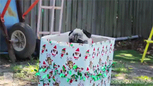 (foodandanimalgifs/Tumblr) (foodandanimalgifs/Tumblr)
