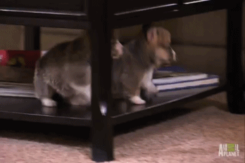 We can't let the world be rid of this cuteness. (Tumblr) We can't let the world be rid of this cuteness. (Tumblr)