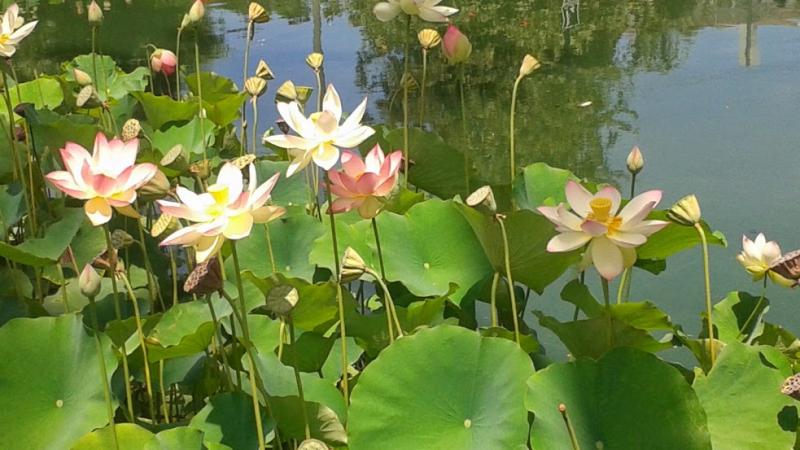 Sections of Echo Park Lake were blocked in order to protect its replanted Lotus bed. (Heidi Carreon/Neon Tommy)