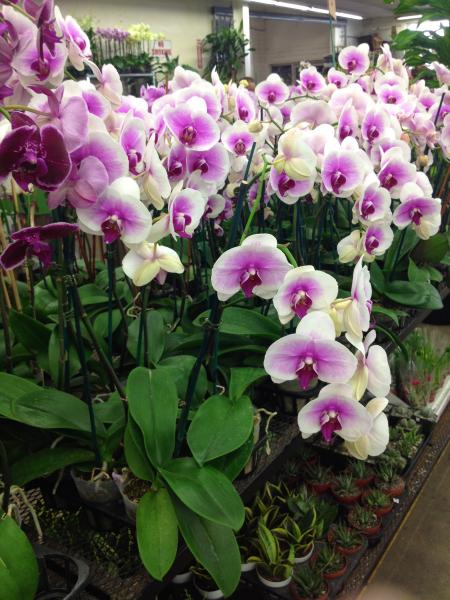 Orchids at the L.A. Flower Market (Nicole Walker/Neon Tommy).