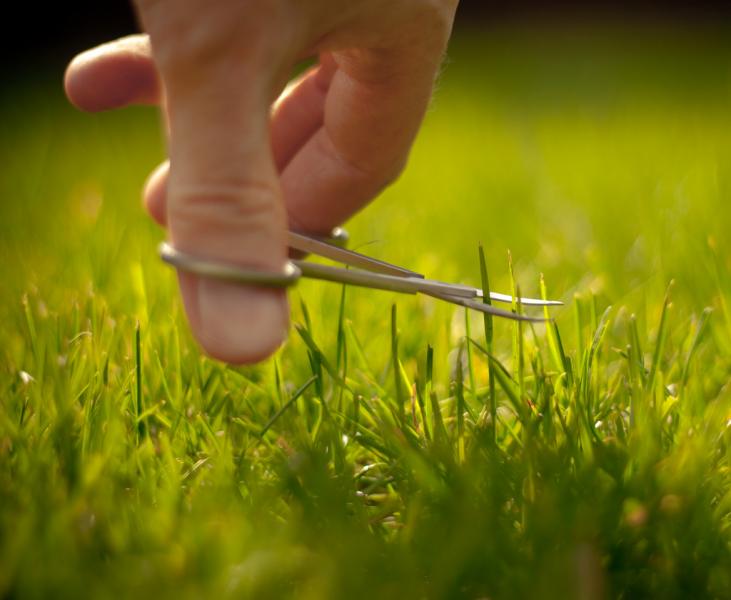 How much longer can Californians afford to be obsessed with their lawns? (Jeremy Page/Flickr Creative Commons)