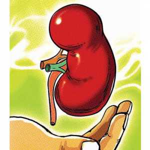 Kidney graphic (Twitter) Kidney graphic (Twitter)