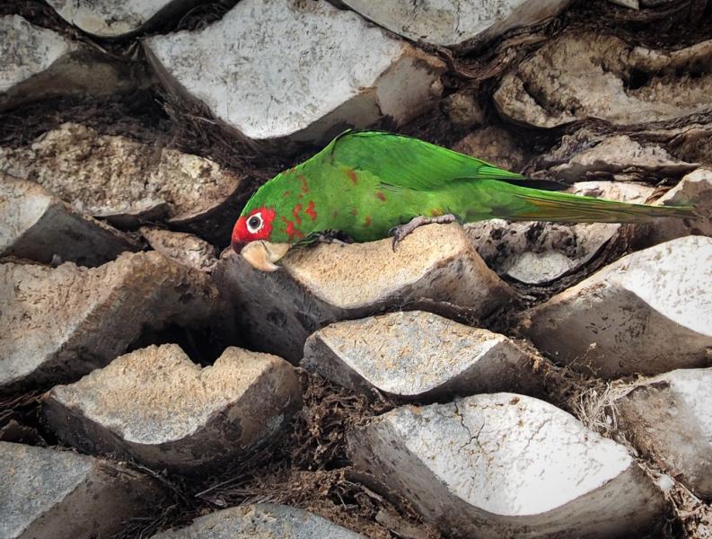 A wild parrot in Rendondo (Ingrid Taylar/Flickr)