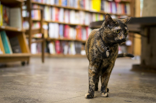 Store mascot Franny patrols the aisles at Skylight Books in West L.A. (Judy L. Wang/Neon Tommy)