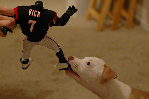 Will Michael Vick be a Fantasy legend in 2011, or will his season go to the dogs? Joe Scott knows! (photo courtesy of Creative Commons)