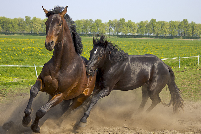 Wild horses playing in the sand (Creative Commons).