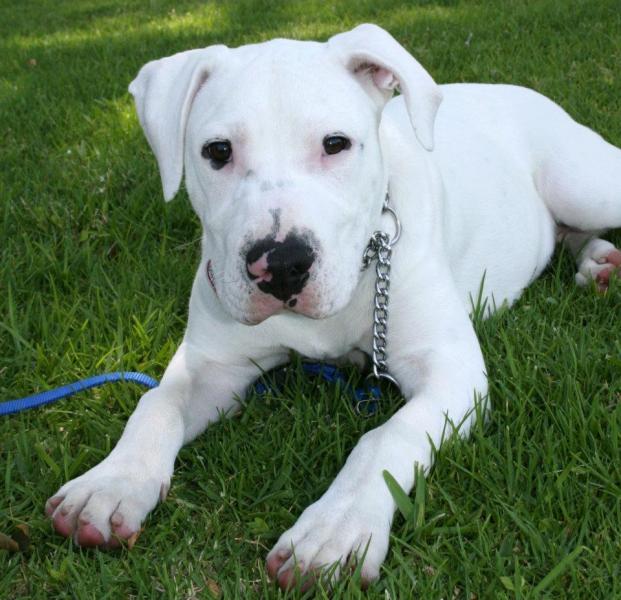 Snow White was available for adoption as of April 29 (SGV Humane Society Facebook)