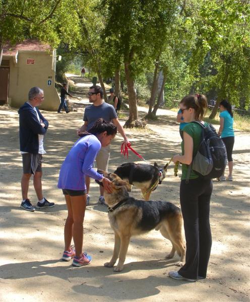 Once a month, the volunteers take the dogs on a hike in Griffith Park. Not only they get exercise, but, sometimes curious hikers ask the volunteers about the shelter and how they can get involved. Sometimes they even ask about adopting a shepherd. Once a month, the volunteers take the dogs on a hike in Griffith Park. Not only they get exercise, but, sometimes curious hikers ask the volunteers about the shelter and how they can get involved. Sometimes they even ask about adopting a shepherd.