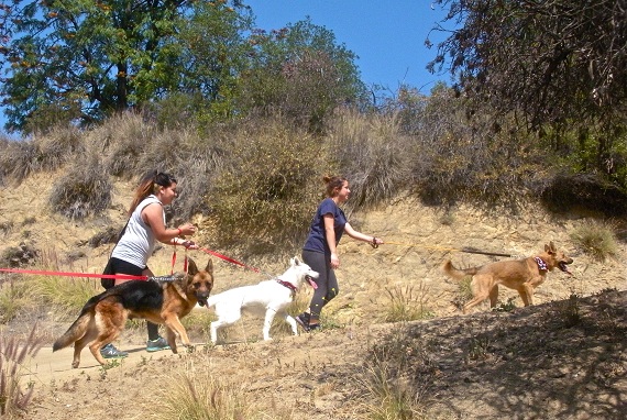 Flora, Cougar and Callie having a blast at the hike. Flora, Cougar and Callie having a blast at the hike.