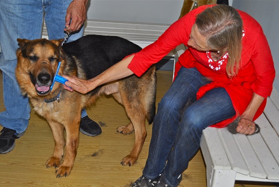 2) Robin Jampol comes almost everyday to the shelter to manage the shelter. Right now she is grooming one of their newcomer dogs. 2) Robin Jampol comes almost everyday to the shelter to manage the shelter. Right now she is grooming one of their newcomer dogs.