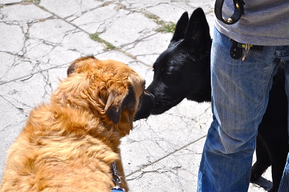 Kiki (left) and Rio become friends. Many of the dogs at the shelter are friendly with each other, making it possible to adopt more than one. Kiki (left) and Rio become friends. Many of the dogs at the shelter are friendly with each other, making it possible to adopt more than one.