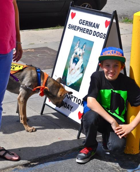 On Wednesdays, Saturdays and Sundays, the shelter hosts adoption events for families that are looking to adopt a dog. Here is Blaze, sniffing the poster, with one of Westside’s youngest volunteers, Ethan. On Wednesdays, Saturdays and Sundays, the shelter hosts adoption events for families that are looking to adopt a dog. Here is Blaze, sniffing the poster, with one of Westside’s youngest volunteers, Ethan.