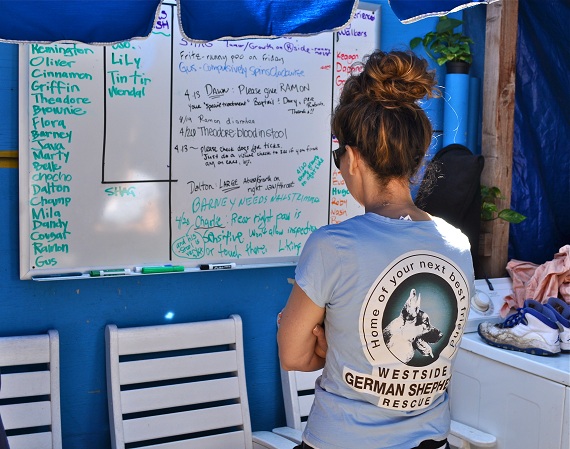 Volunteers are not only in charge of walking the dogs, but they also check them for fleas and ticks, possible hetitleh problems, etc. Volunteers are not only in charge of walking the dogs, but they also check them for fleas and ticks, possible health problems, etc.