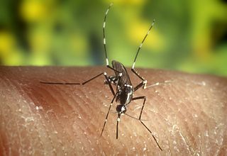 Not all mosquitos carry West Nile Virus.  (Wikimedia Commons)