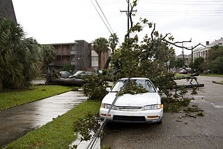 A fallen tree on Jackson Ave in New Orleans.  (Wikimedia Commons)