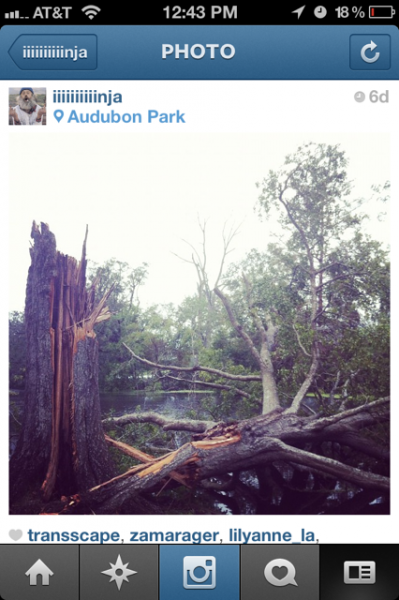 Screenshot of a broken tree from India Jacobs's Instagram.  (Courtesy India Jacobs)